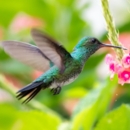 Tobago Kolibri neu Foto iStock Chelsea Sampson